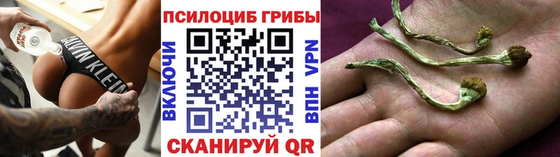 где можно купить наркотик мориарти Telegram Псилоцибиновые грибы Cubensis Пятигорск