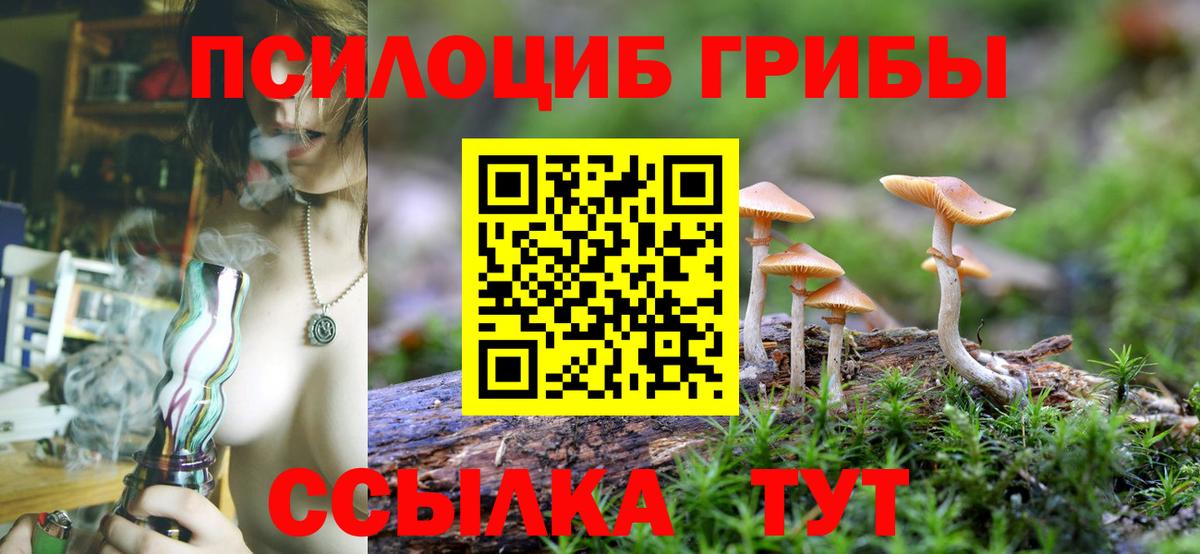Галлюциногенные грибы Psilocybe Пятигорск